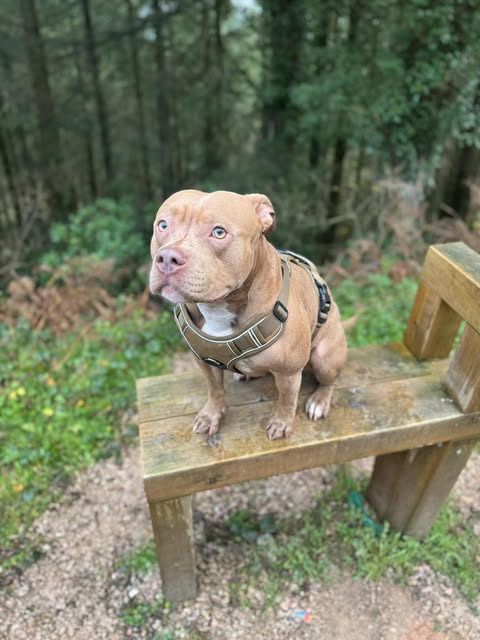 Reflective Harness with Airtag Holder